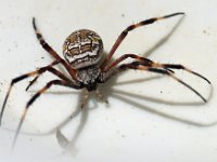 Argiope dietrichae DSC09852 edit